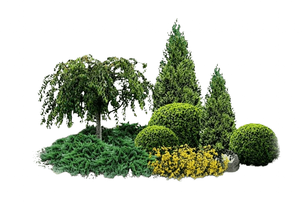 Arbori şi arbuşti